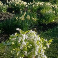 Весна! :: Нина Андронова