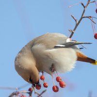 Свиристель. :: Виктор Иванович Чернюк