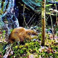 Ондатра-путешественница! :: Владимир 