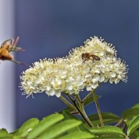 На рябине :: Валерий Иванович На рябине :: Валерий Иванович