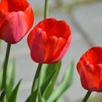 Тюльпаны :: Татьяна Лютаева Тюльпаны :: Татьяна Лютаева