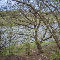 Утро на берегу реки :: Сергей Цветков