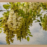 Ветка акации :: Анатолий Чикчирный Ветка акации :: Анатолий Чикчирный