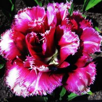 Красавчик :: Людмила Смородинская