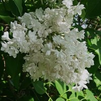 ветка белой сирени :: Елена Шаламова