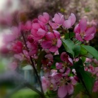 ЭТО МАЙ..... :: Татьяна Касьяненко