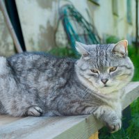 “Люби меня. Корми. И никогда не бросай”, — Гарфилд, известный мультипликационный кот. :: Анастасия Логинова