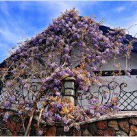 Распускается глициния. :: Валерия Комова