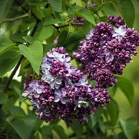 Сирень :: Владимир Кроливец