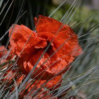 Маки... :: Aleksandr Gal