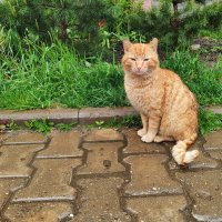 На улице дождь, а ему хоть бы хны) :: Денис Бочкарёв