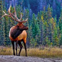 Аляска. :: Aleksey Afonin