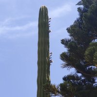 Цветение кактуса :: Светлана Хращевская