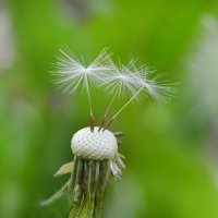 Самые стойкие... :: Надежда Куркина 