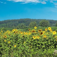 Подсолнухи :: Sergey Grim Подсолнухи :: Sergey Grim