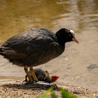 Делай раз... :: Николай Гирш Делай раз... :: Николай Гирш