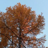 осень :: Андрей Петренко