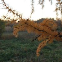 контраст :: Андрей Петренко