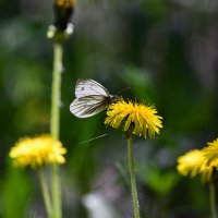 Бабочка  и  одуванчик :: Геннадий Супрун