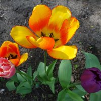 Тюльпаны :: Лидия Бусурина