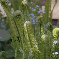 Молодой папоротник :: Сергей Швечков