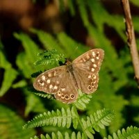 Краеглазка эгерия... :: Николай Гирш