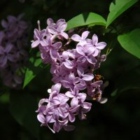 К теме о сирени :: Елена Пономарева