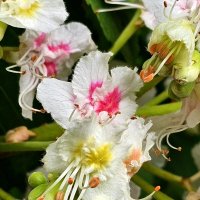 Цветок жасмина :: Галина Левина