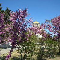 радость :: Всеволод 