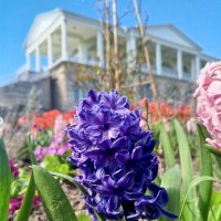 Гиацинт :: Сапсан 