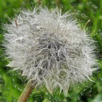 Лохматик! :: Валентина Нефёдова Лохматик! :: Валентина Нефёдова