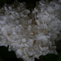 Сиреневое...сердечко! :: Валентина Нефёдова Сиреневое...сердечко! :: Валентина Нефёдова