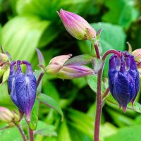 Аквилегия :: Милешкин Владимир Алексеевич 