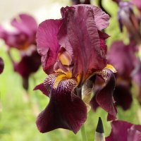 ИРИС :: Игорь Kуленко