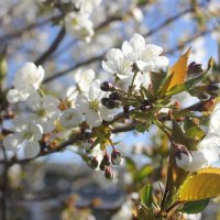 Вишня :: Сергей Кочнев