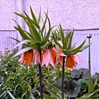 Рябчик императорский :: Veera V