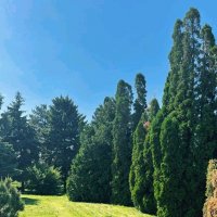 Перелески :: Георгиевич 