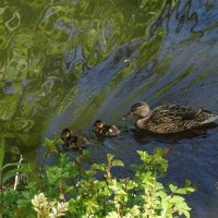 Утица с утятами :: Рита Симонова
