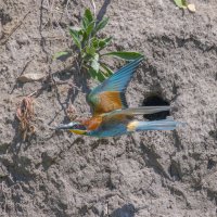 золотистые щурки :: юрий макаров золотистые щурки :: юрий макаров