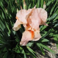 май :: Елена Шаламова