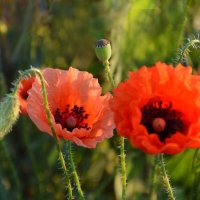 Раннее утро.... :: Надежда Куркина 