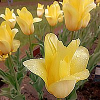 На улицах города :: Елена Семигина