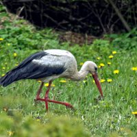 Аист белый :: Григорий П