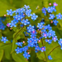 Незабудочки (Бруннера сибирская) :: Светлана 