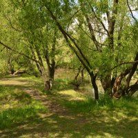 Природа :: Oleg4618 Шутченко Природа :: Oleg4618 Шутченко