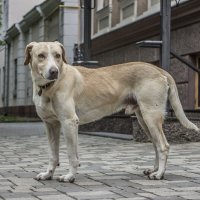 Портрет замечательного Собаки у Бендерского музея :: Коля Лукашов