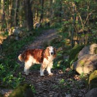 Утренний обход :: liudmila drake