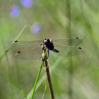 Стрекоза :: Геннадий Супрун