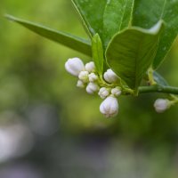 будут маленькие лимончики :: Осень 