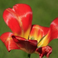 Яркий тюльпанчик .. :: Татьян@ Ивановна